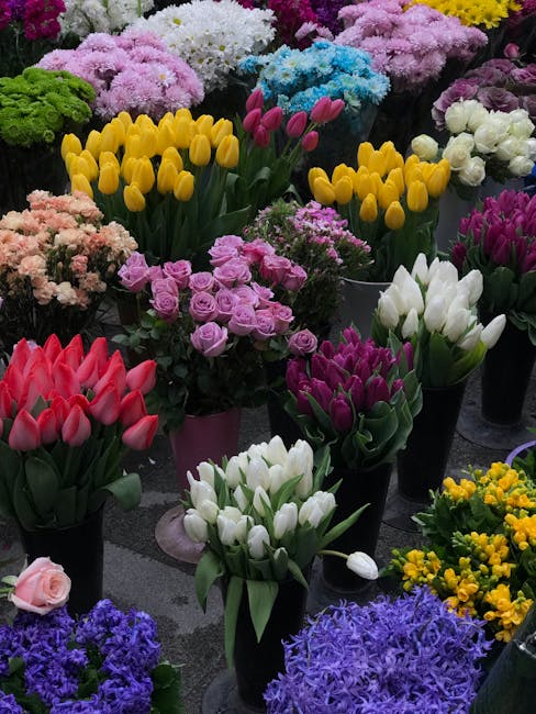 A vibrant display of freshly cut flowers arranged in black and pink pots, featuring rows of bright yellow tulips with smooth, elongated petals, white tulips with glossy petals, and purple tulips with 