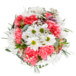 A spirited bouquet reflecting the artistic flair of Earl's Court Flowers, this arrangement features dazzling white daisies with bright green centers, reminiscent of fresh mornings in local garden squares. Interwoven with lush coral-pink carnations, each bloom full of ruffled depth, the design channels the warmth and light of Earl's Court's welcoming community. Wispy sprays of white gypsophila create a dreamy, star-like effect throughout, lending the bouquet a serene and airy quality. Subtly nestled alstroemeria buds, tinted with gentle pink and purple, suggest refinement and anticipation, their promise echoing the area's creative vibrancy. A blend of matte eucalyptus and deep green foliage frames the bouquet, supporting the blooms and offering a grounding contrast amid the light tones. The crisp white backdrop sets off the bright palette, illuminating every petal and leaf with clarity. Designed for joyous events-from birthdays to surprising a friend near Courtfield Gardens-this bouquet is a testament to the passion and local knowledge of Earl's Court's finest florists, available for timely delivery across the SW5 area.