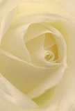 From the heart of SW5, this image invites you to slip into the enfolding spirals of a cream-white rose, sensing its delicate softness as though you are sheltered among its petals. Light filters gently over ivory curves, accentuating the blossom's tranquil depth while subtle shadows nestle between folds-evoking the calming presence of a quiet morning on Earls Court Gardens. The rose's form is a symphony of pure, nuanced tones, resonating with the dignified peace that defines the community. For gestures such as sending sympathy to a neighbor, expressing admiration at Brompton Hall, or honouring new beginnings near Warwick Road, this flower embodies all that is heartfelt and sincere. Its fragrance suggests understated elegance and gentle reassurance, much like the thoughtful touch of local florists. This close-up speaks not only of the rose's flawless beauty, but of the stories and emotions that Earl's Court Flowers carefully crafts into every arrangement for residents and visitors alike-making each bloom both a visual delight and a vessel of tender sentiment.